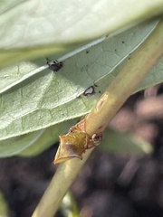 Stictocephala basalis