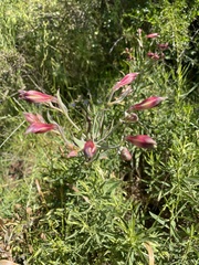 Alstroemeria pulchra