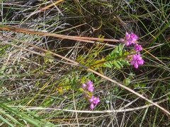Comesperma ericinum