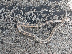 Bogertophis subocularis