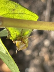 Stictocephala basalis