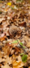 Monarda bradburiana