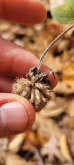 Monarda bradburiana