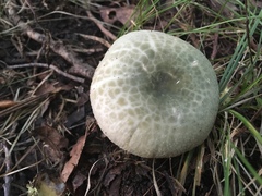 Russula parvovirescens