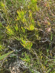 Allocasuarina thalassoscopica
