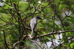 Pericrocotus divaricatus