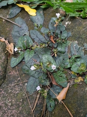 Strobilanthes reptans
