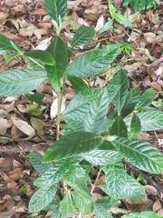 Psychotria loniceroides