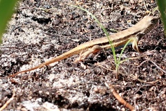 Sceloporus woodi