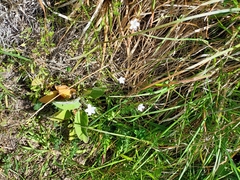 Wahlenbergia albomarginata
