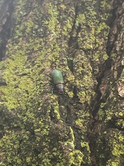 Strongylium auratum