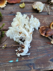Hericium abietis