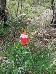 Lambertia formosa