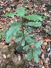 Photinia serratifolia