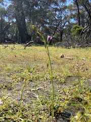 Arthropodium strictum