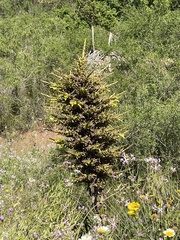 Puya chilensis