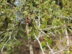 Araneus bicentenarius