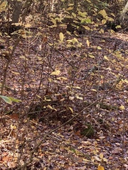 Dirca palustris