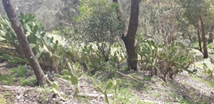 Opuntia stricta
