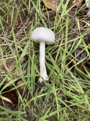 Amanita ocreata
