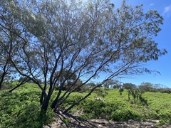 Casuarina equisetifolia
