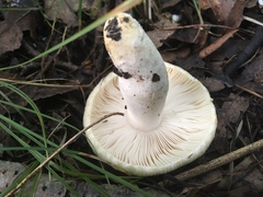 Russula parvovirescens