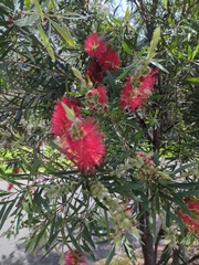 Melaleuca viminalis
