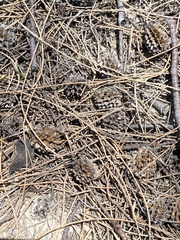 Casuarina equisetifolia