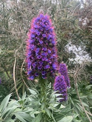 Echium candicans