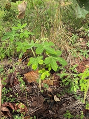 Cnidoscolus multilobus