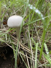 Amanita ocreata