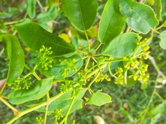 Cissus hypoglauca