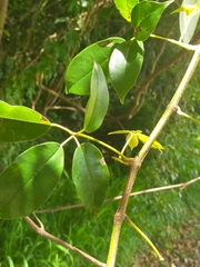 Cissus hypoglauca