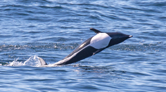 Lissodelphis borealis