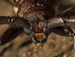 Xystrocera virescens