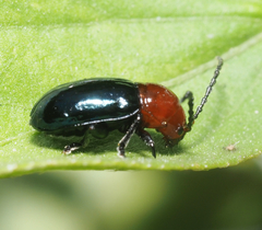 Syphrea