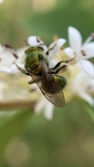 Halictidae