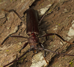 Xystrocera virescens