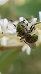 Halictidae