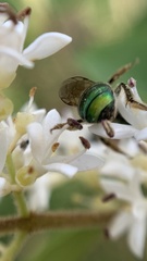 Halictidae