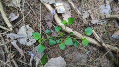 Viola labradorica