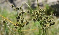 Cyperus retroflexus