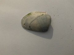 Latona deltoides