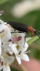 Dilophus pectoralis