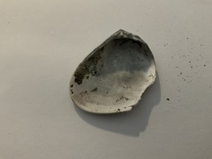 Latona deltoides
