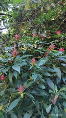 Aphelandra molinae