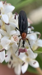 Dilophus pectoralis