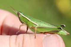 Aptenopedes sphenarioides