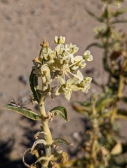 Asclepias erosa