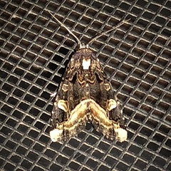 Homophoberia apicosa